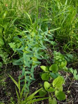 Image of Euphorbia condylocarpa M. Bieb.