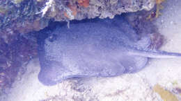 Image of Eastern Shovelnose Stingaree