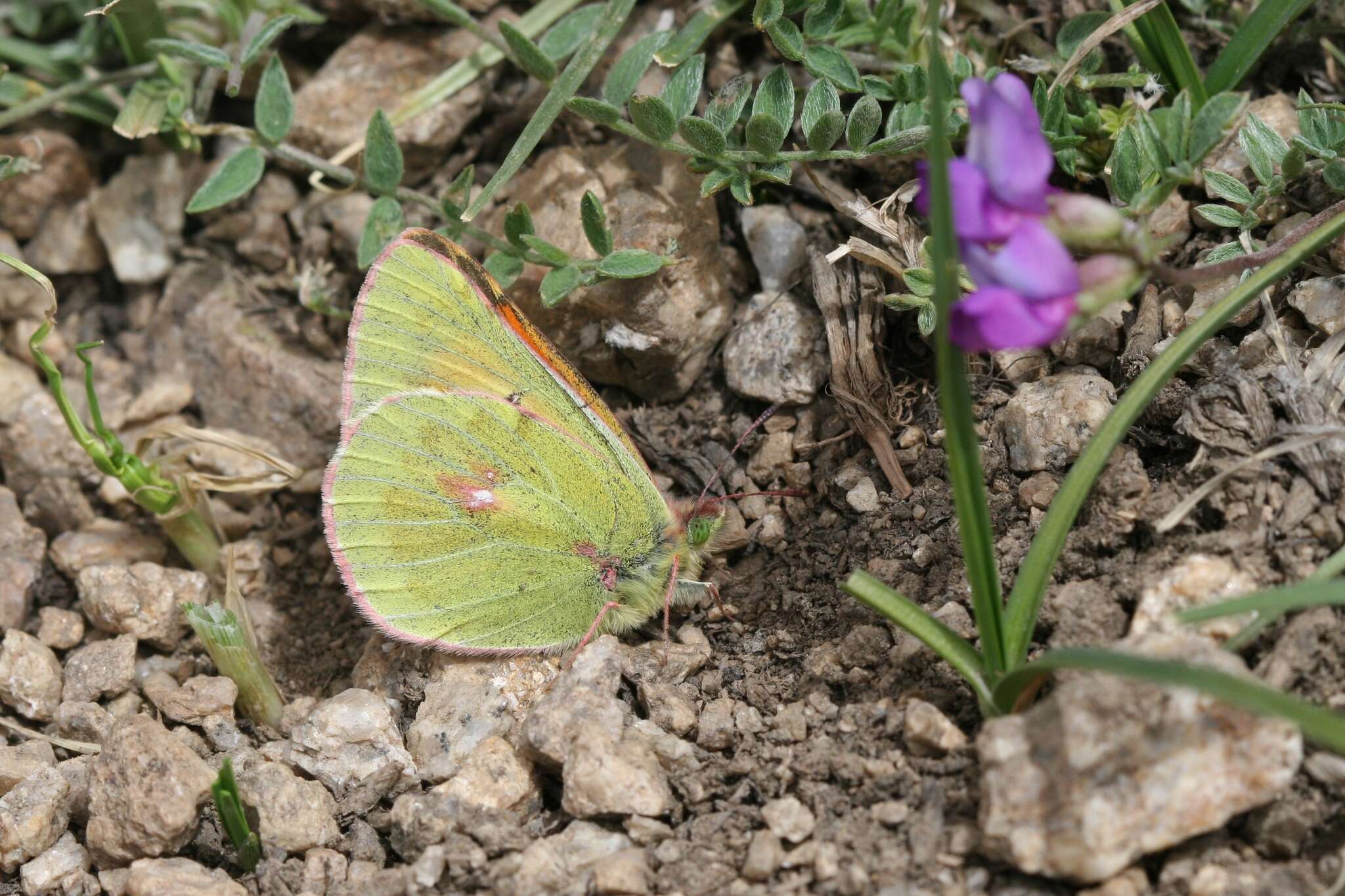 Image of Colias eogene Felder & Felder 1865