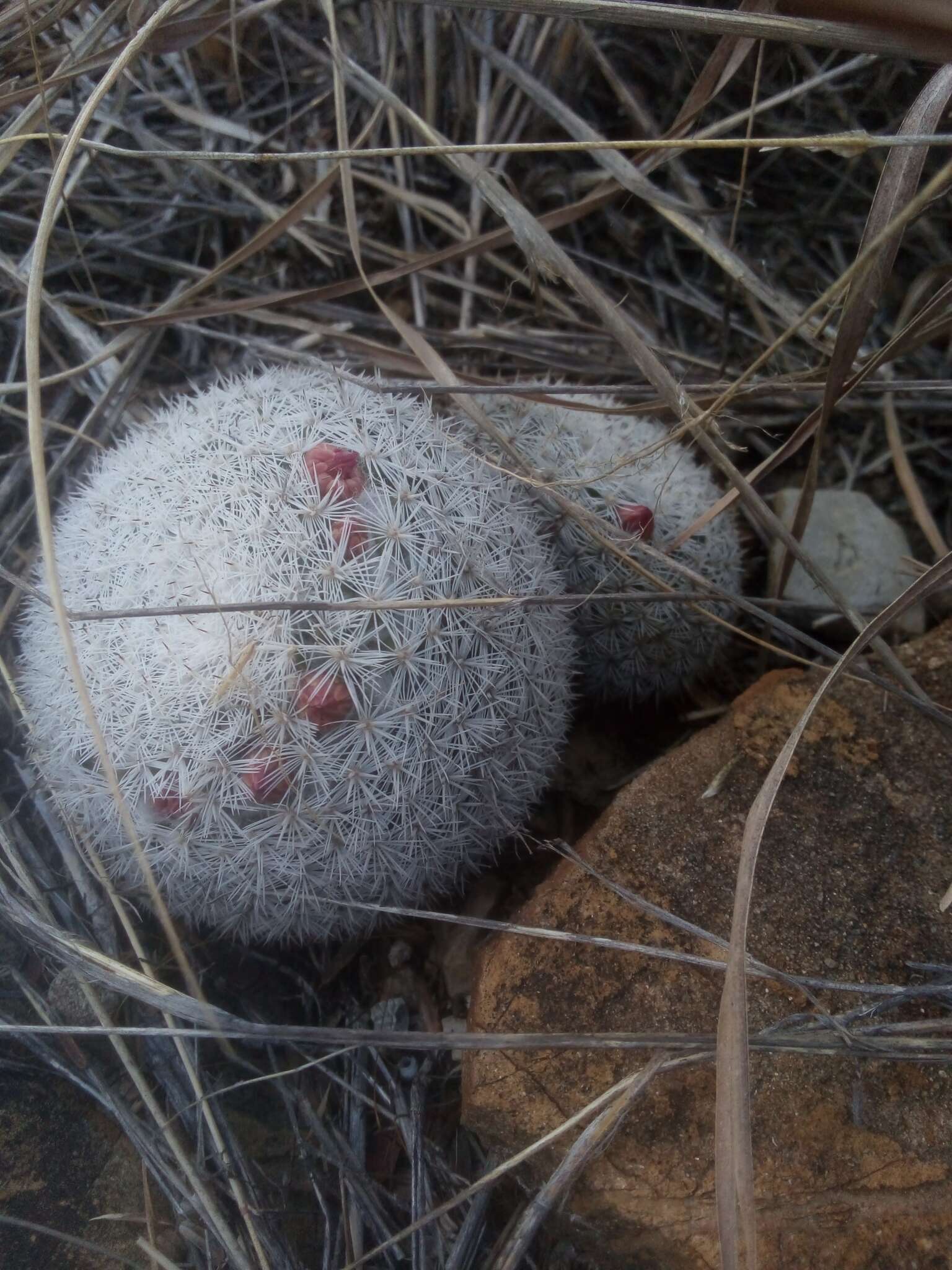 Image of Mammillaria albilanata Backeb.