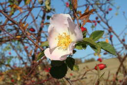 Image of dog rose