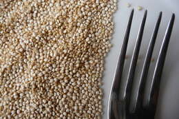 Image of quinoa