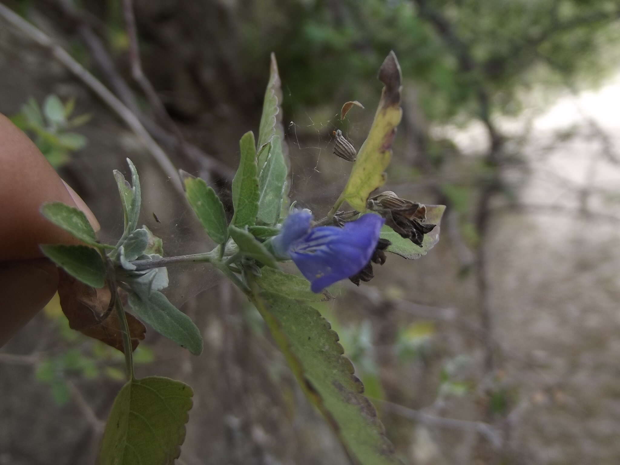 Image of Salvia similis Brandegee