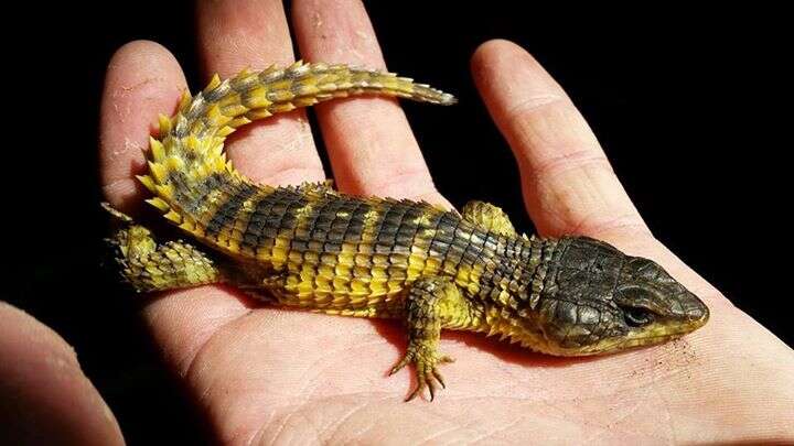 Image of Cape Girdled Lizard