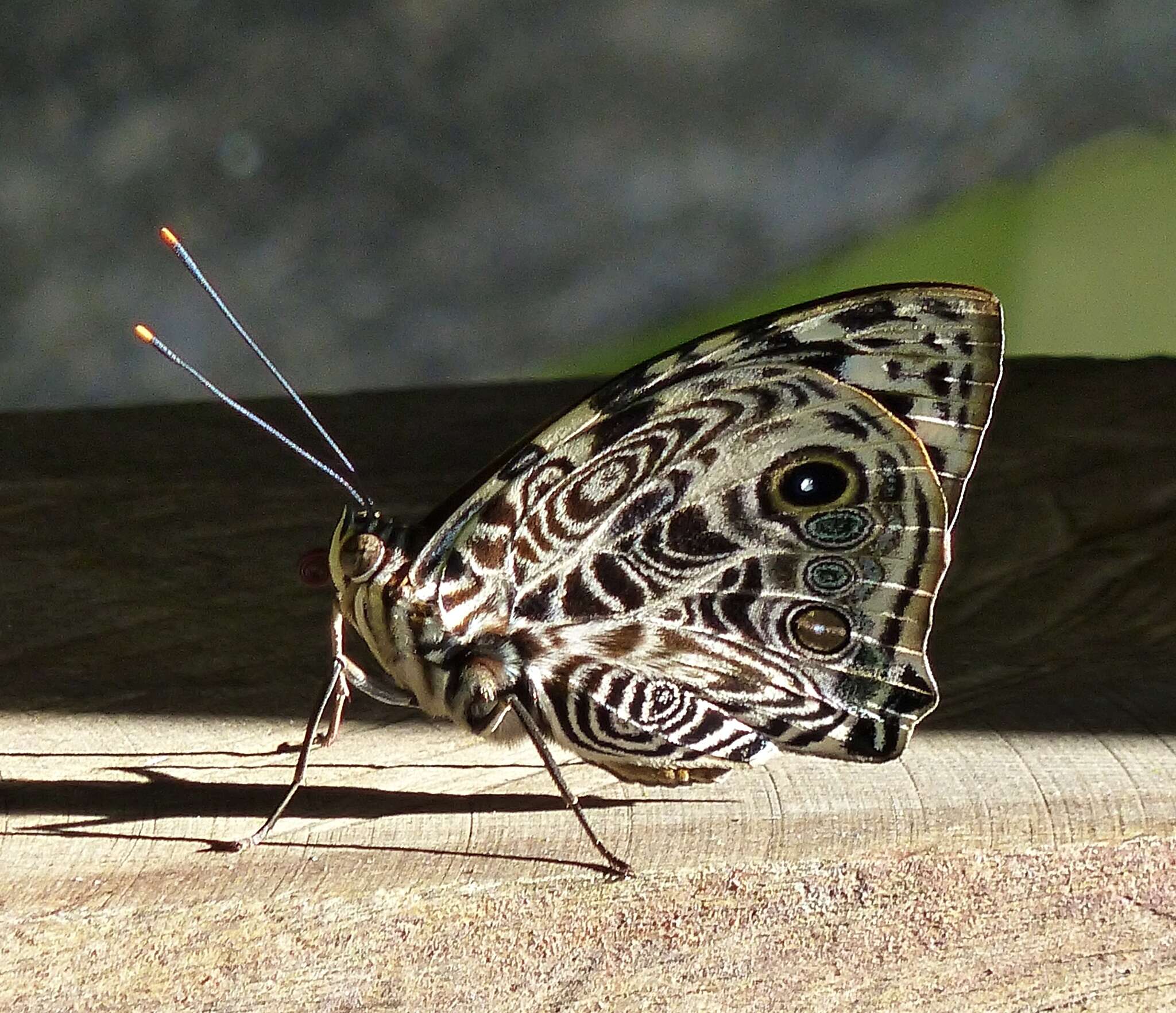 Image of <i>Smyrna <i>blomfildia</i></i> blomfildia