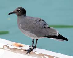 Image of Lava Gull