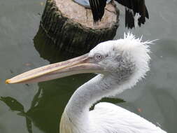 Image of Dalmatian Pelican