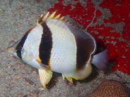 Image of Three-banded Butterflyfish
