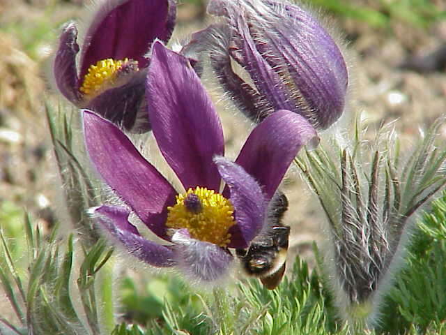 Image of European pasqueflower