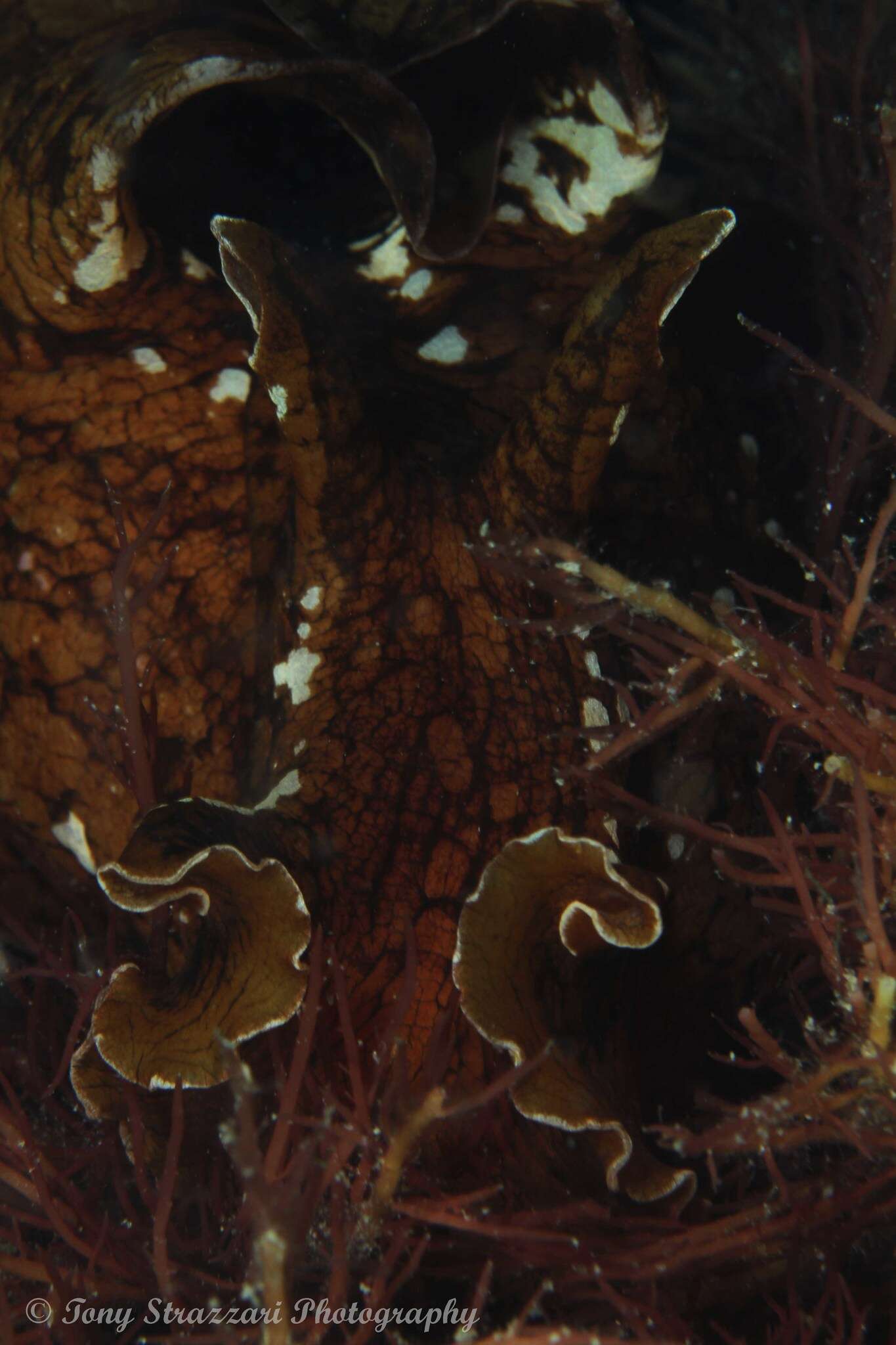 Image of Aplysia extraordinaria (Allan 1932)