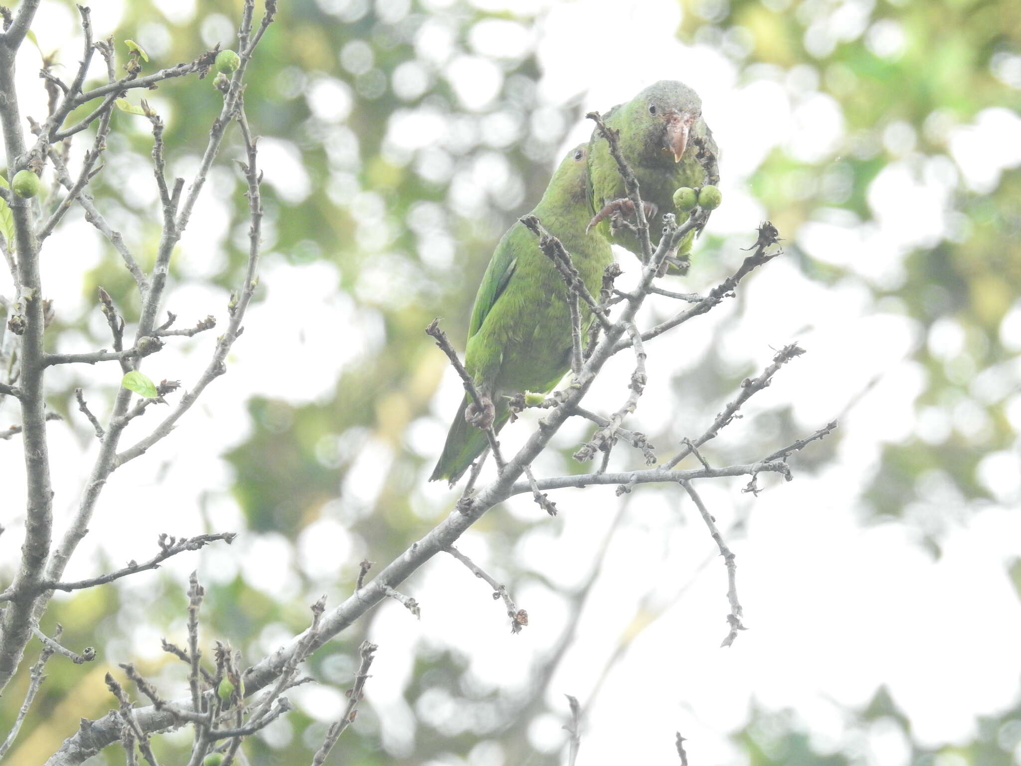 Image of Cobalt-winged Parakeet