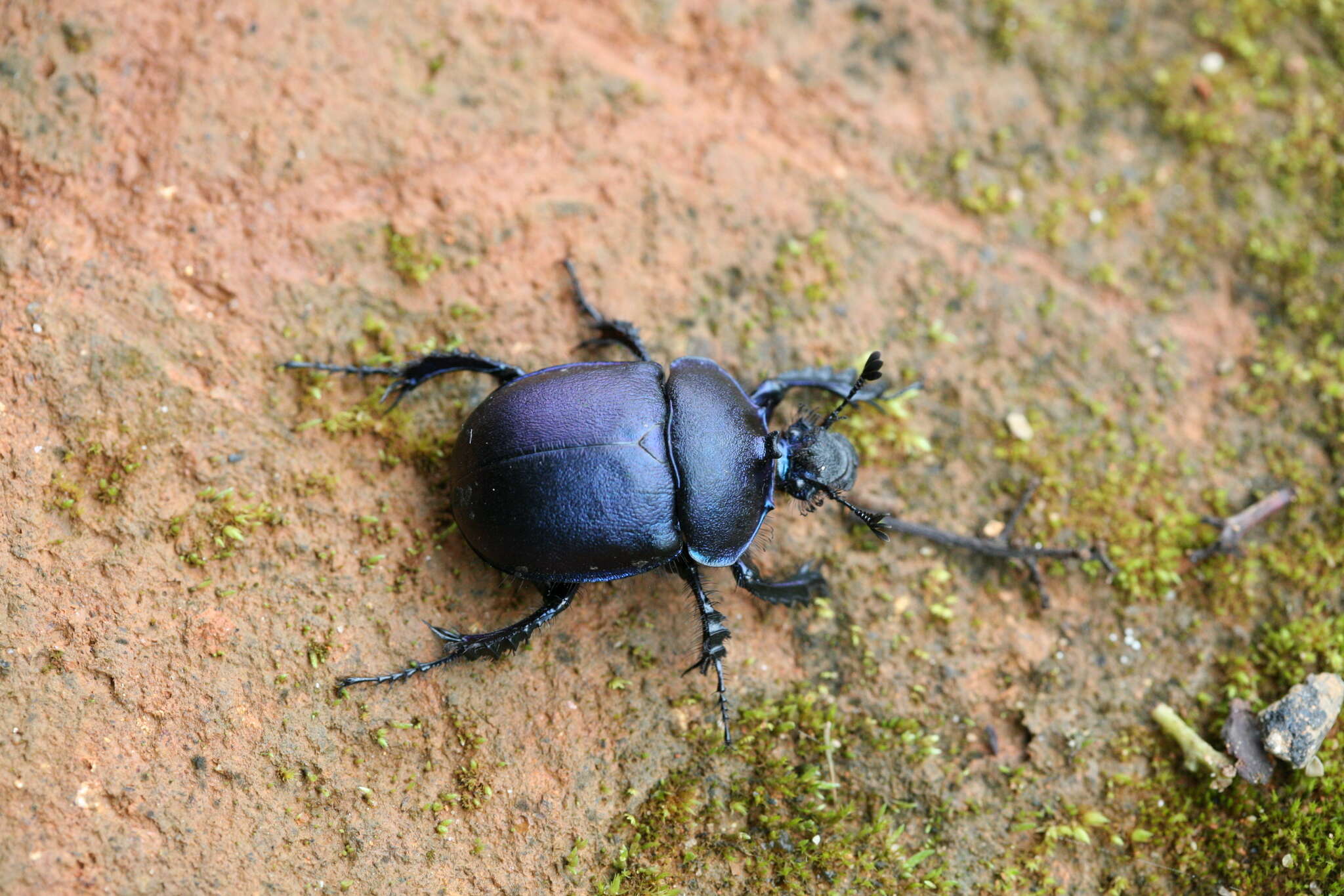 Image of Enoplotrupes