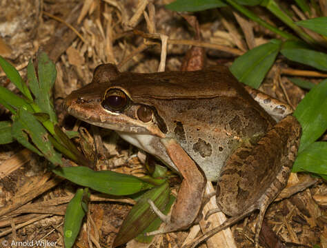 Image of Bolivian White-lipped Frog