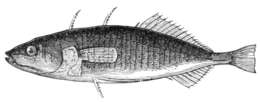 Image of Gasterosteus