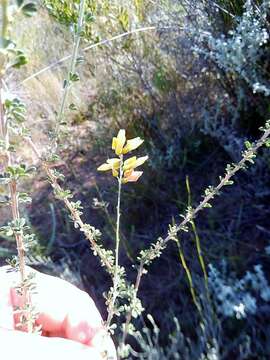 Sivun Wiborgia obcordata (P. J. Bergius) Thunb. kuva