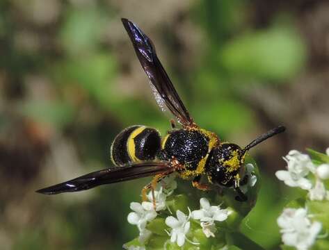 Euodynerus foraminatus (de Saussure 1853)的圖片