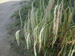 Image of Siberian Wild Rye