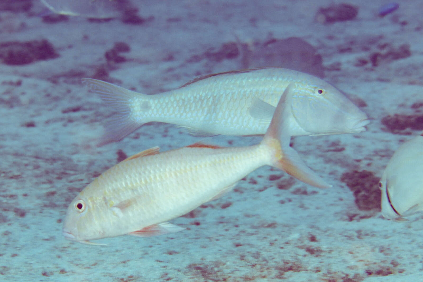 Image of Orange goatfish