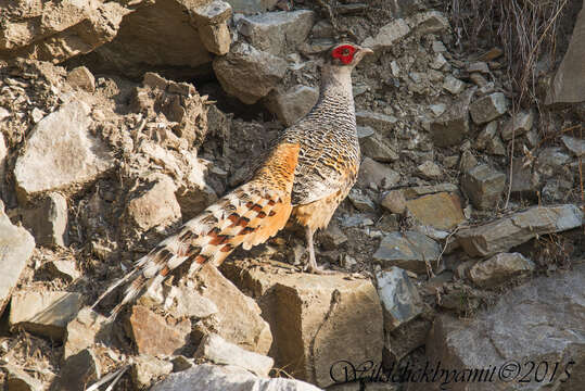 Image of Catreus Cabanis 1851