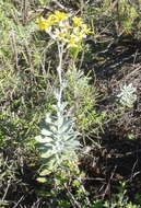 Image de Senecio lineatus (L. fil.) DC.