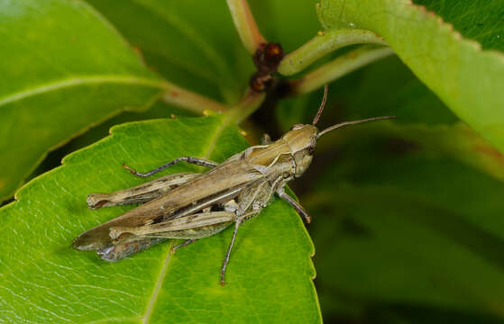 Image of bow-winged grasshopper