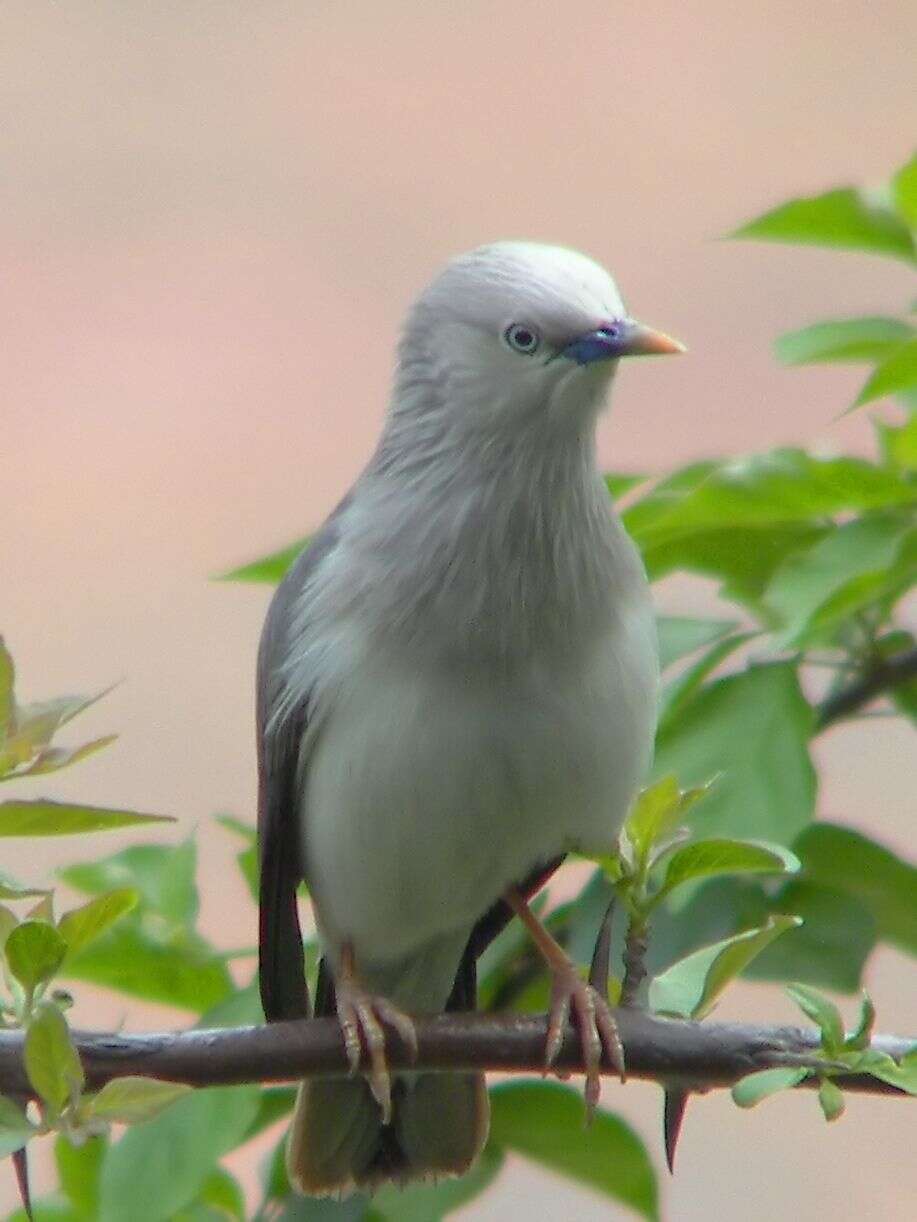 Imagem de Sturnia malabarica (Gmelin & JF 1789)