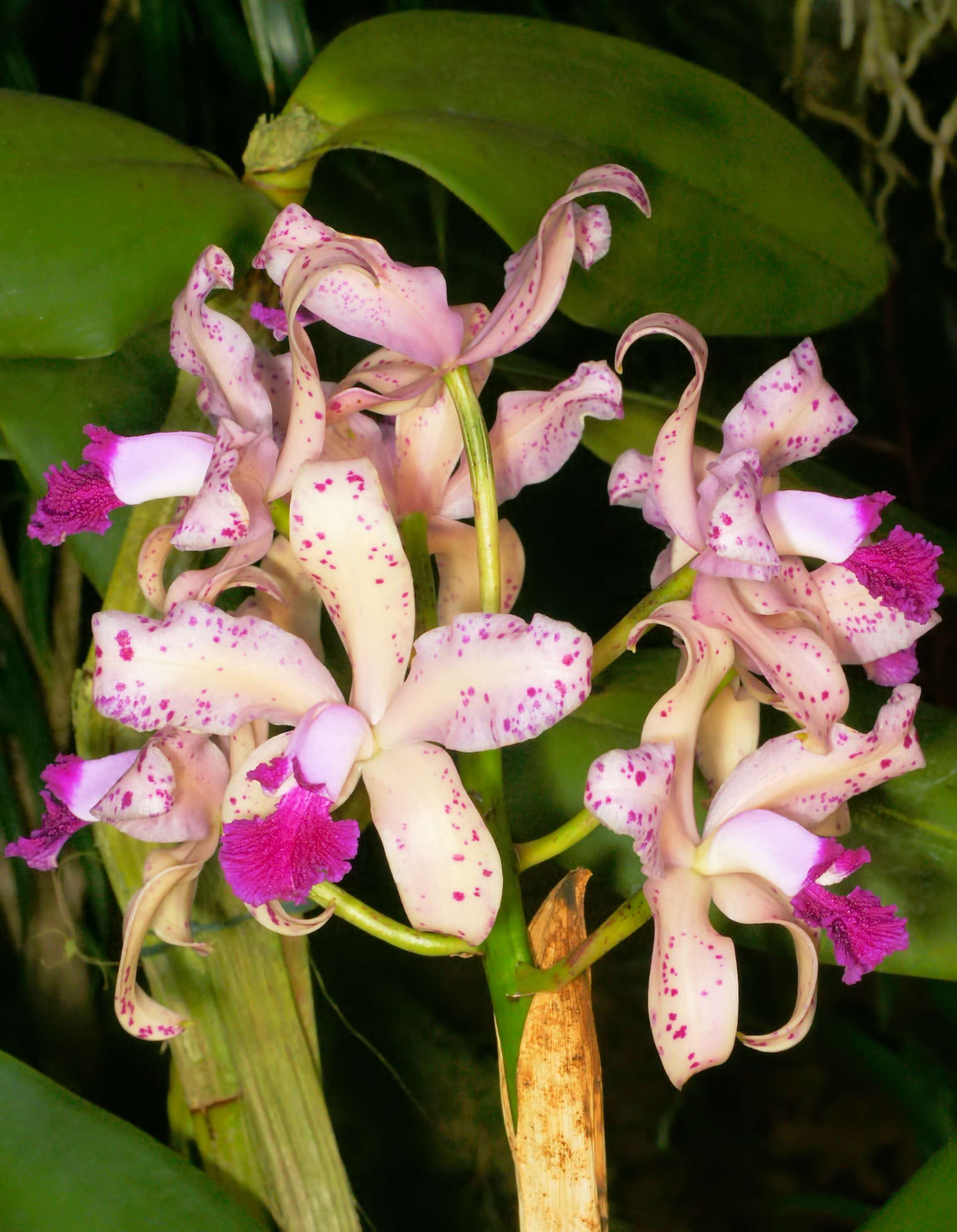 Image of Cattleya amethystoglossa Linden & Rchb. fil. ex R. Warner