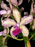 Image of Cattleya amethystoglossa Linden & Rchb. fil. ex R. Warner