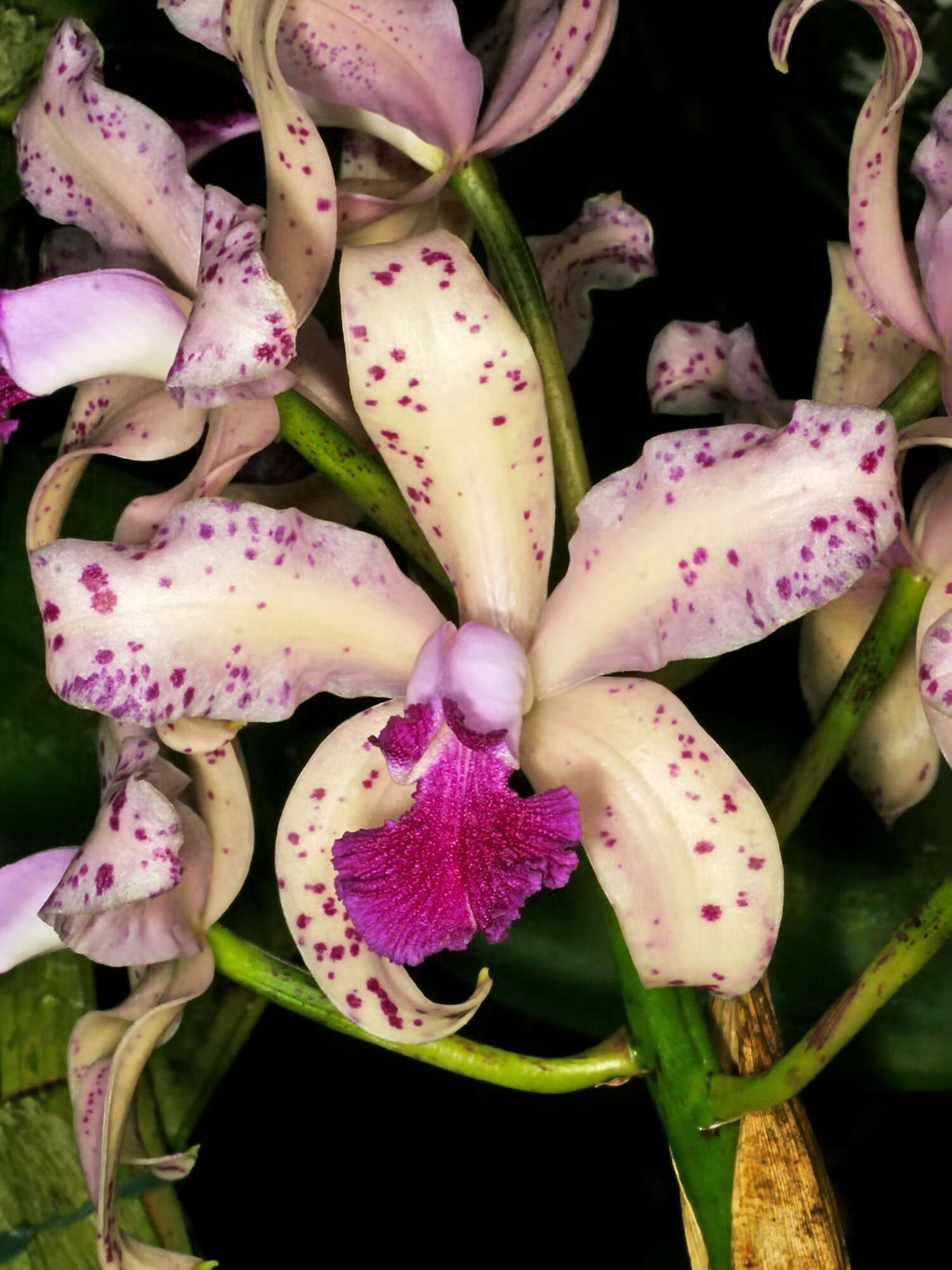 Image of Cattleya amethystoglossa Linden & Rchb. fil. ex R. Warner