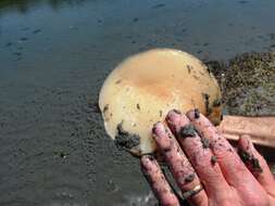 Image of Lewis' moonsnail