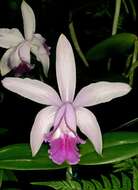 Imagem de Cattleya intermedia Graham ex Hook.