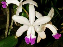 Image of Cattleya intermedia Graham ex Hook.