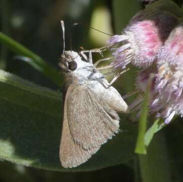 Image of <i>Lerodea <i>eufala</i></i> eufala