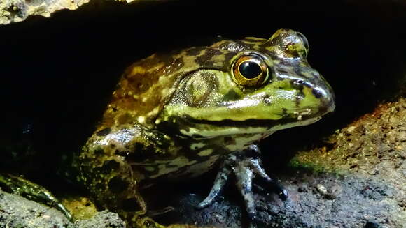 Image of American Bullfrog