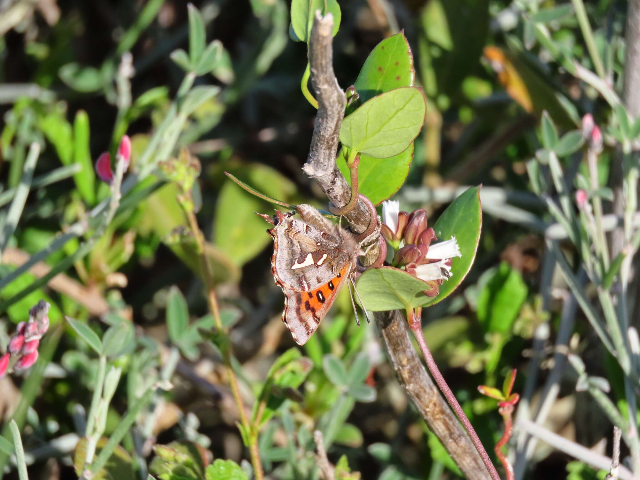 Image of Phasis thero (Linnaeus 1764)