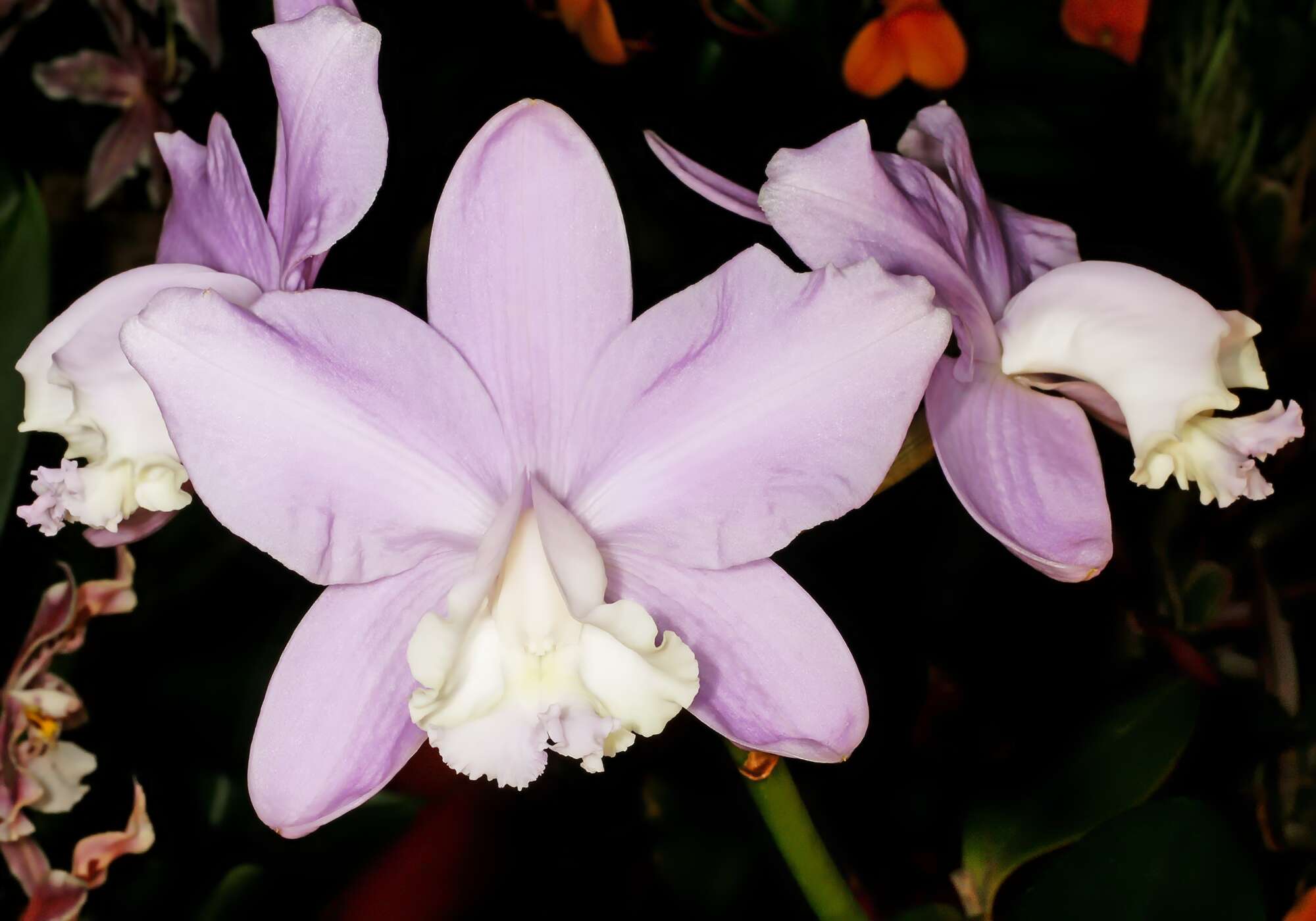 Image of Cattleya loddigesii Lindl.