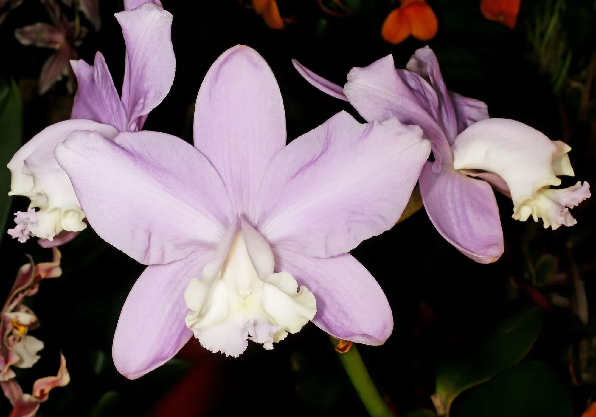 Imagem de Cattleya loddigesii Lindl.