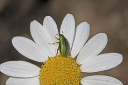 Image of Mānuka chafer beetle
