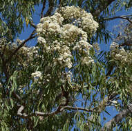 Image of Corymbia clarksoniana (D. J. Carr & S. G. M. Carr) K. D. Hill & L. A. S. Johnson
