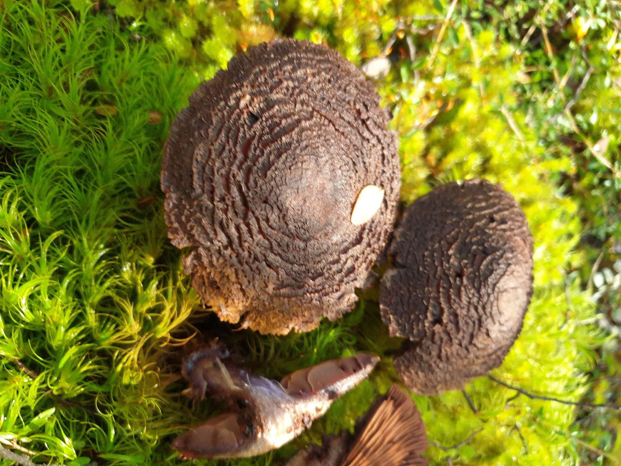 Image of Cortinarius ursus Soop 2001