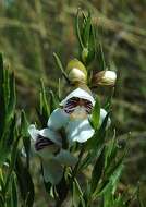 Imagem de Prostanthera striatiflora F. Muell.