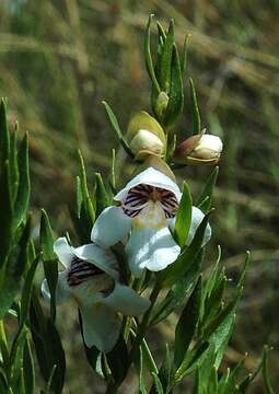 Image of Prostanthera striatiflora F. Muell.