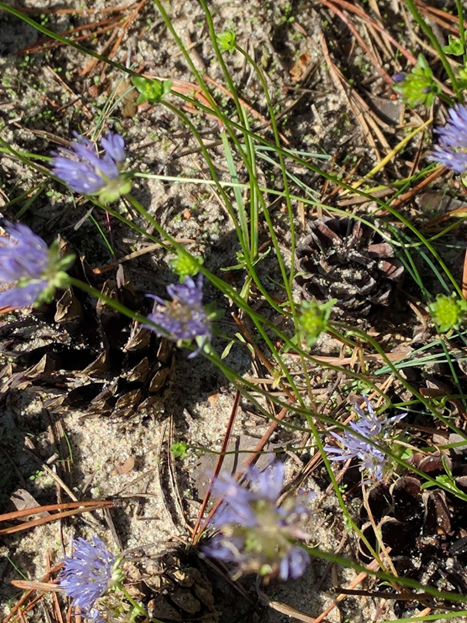 Image de jasione des montagnes