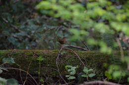 Image of Pacific Wren