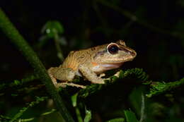 Image of Pristimantis permixtus (Lynch, Ruiz-Carranza & Ardila-Robayo 1994)