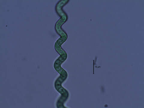 صورة Arthrospira jenneri