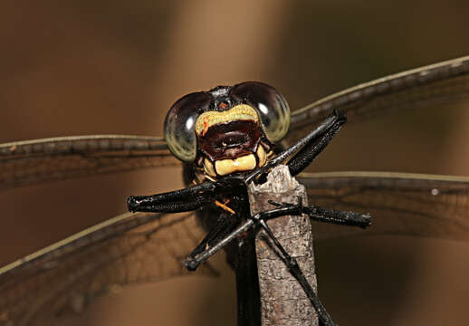 Image of Coastal Petaltail