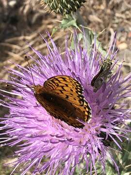 Image of Edwards' Fritillary