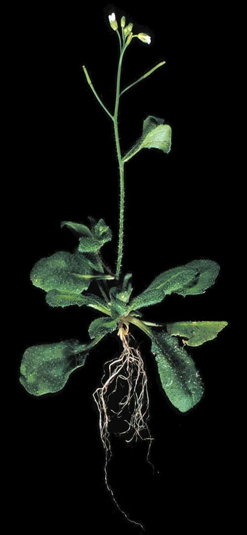 Image of Mouse-ear Cress