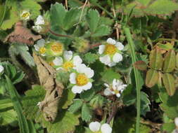 Image of Barren Strawberry